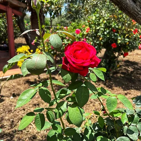 Ferienhaus Casa Margherita - Con Accesso Privato Al Mare
