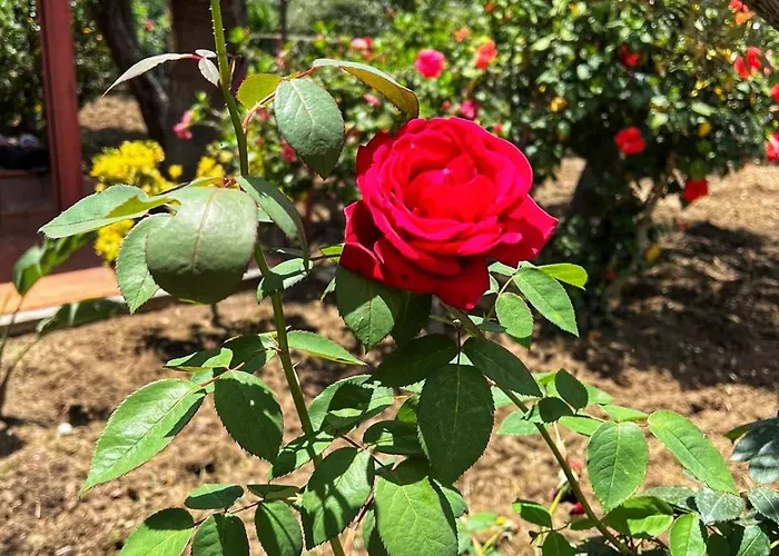 Tatil Evi Casa Margherita - Con Accesso Privato Al Mare